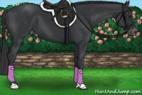 Horse Color:Black Appaloosa