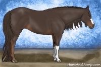Horse Color:Liver Chestnut 