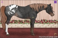 Horse Color:Liver Chestnut Appaloosa