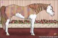 Horse Color:Nacre Chestnut Splash Appaloosa 