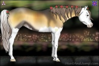Horse Color:Chocolate Palomino Onyx Splash 