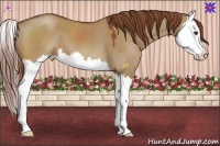 Horse Color:Red Dun Splash 