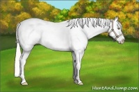 Horse Color:Silver Amber Champagne Appaloosa 
