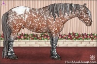 Horse Color:Brown Appaloosa 