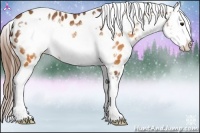 Horse Color:Buckskin Frame Appaloosa 