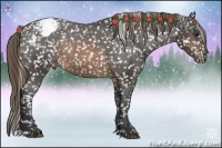 Horse Color:Buckskin Appaloosa