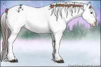 Horse Color:Brown Appaloosa 