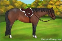 Horse Color:Bay Roan 