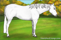 Horse Color:Gray Bay Roan Dun Splash Tobiano 