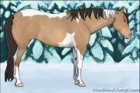 Horse Color:Amber Champagne Tobiano