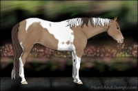 Horse Color:Classic Champagne Tobiano 