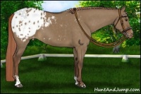 Horse Color:Liver Red Dun Sabino Appaloosa 