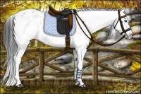 Horse Color:Liver Chestnut Frame Appaloosa 