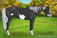 Horse Color:Silver Black Chinchilla Frame 