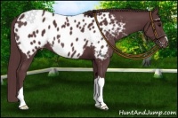 Horse Color:Chocolate Black Appaloosa 