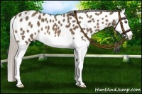 Horse Color:Chocolate Palomino Splash Appaloosa 