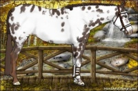 Horse Color:Liver Red Roan Frame Appaloosa