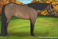 Horse Color:Brown Dun 