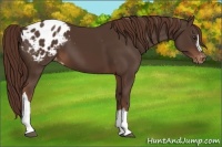 Horse Color:Liver Chestnut Appaloosa