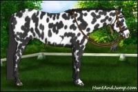 Horse Color:Liver Chestnut Frame Appaloosa 
