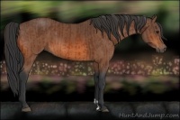 Horse Color:Bay and Bay