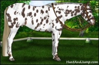 Horse Color:White Spotted Liver Chestnut Leopard 