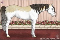Horse Color:Buckskin Ice Splash Rabicano 