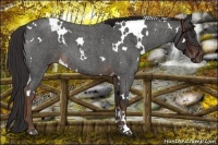 Horse Color:White Spotted Liver Red Roan 