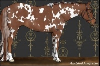 Horse Color:White Spotted Red Roan 