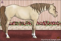 Horse Color:Grullo Pearl 