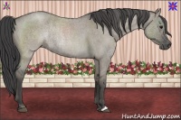Horse Color:Smoky Grullo Roan 