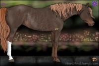 Horse Color:Liver Chestnut Rabicano 