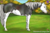 Horse Color:Liver Chestnut Splash