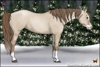 Horse Color:Grullo Pearl Splash 