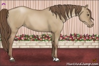 Horse Color:Grullo Pearl