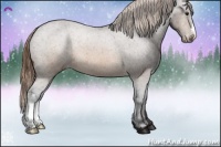 Horse Color:Buckskin Appaloosa