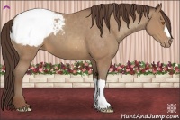 Horse Color:Sable Champagne Appaloosa