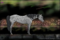 Horse Color:Blue Ice Roan 