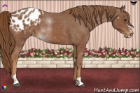 Horse Color:Chestnut Sabino Appaloosa