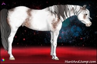 Horse Color:White Spotted Bay Appaloosa Rabicano