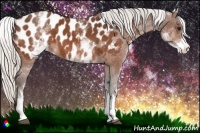 Horse Color:White Spotted Silver Bay Appaloosa