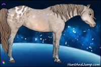 Horse Color:Buckskin Appaloosa 