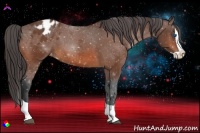 Horse Color:Bay Splash Appaloosa