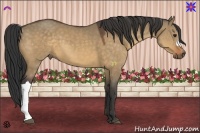 Horse Color:Buckskin Dun