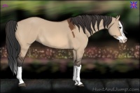 Horse Color:Bay Dun Splash 