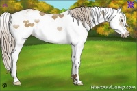Horse Color:Chocolate Palomino Dun Sabino 
