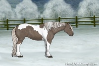 Horse Color:Silver Smoky Black Tobiano 