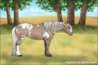 Horse Color:White Spotted Silver Buckskin Appaloosa