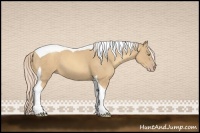 Horse Color:Gold Cream Champagne Tobiano