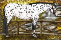 Horse Color:Brown Roan Frame Appaloosa 